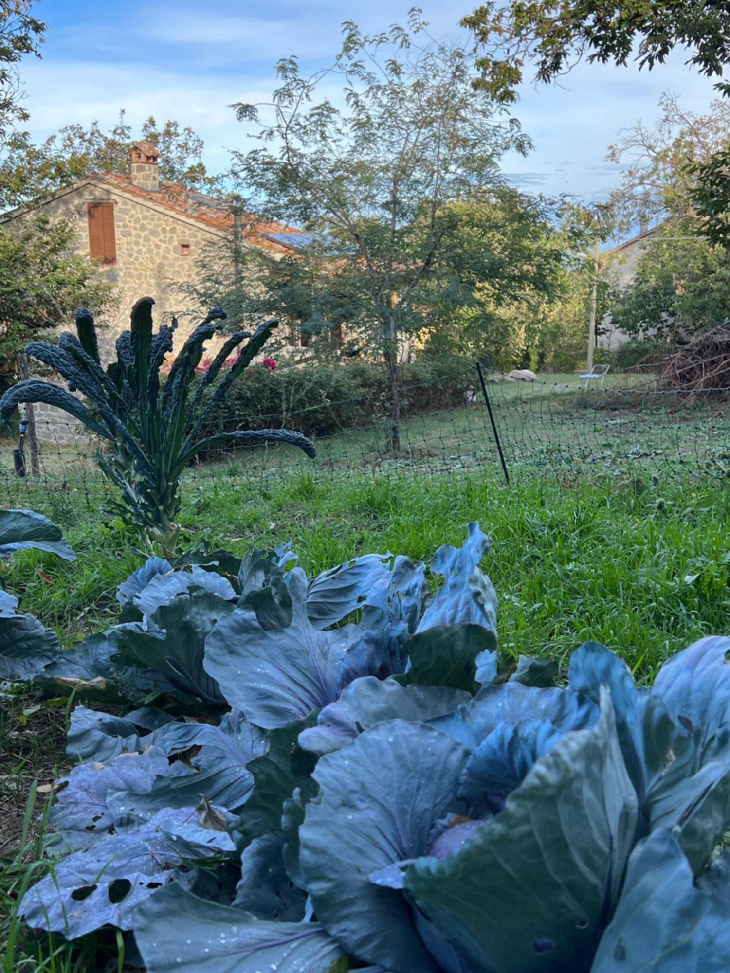 B&B Podere Legnotorto Castel del Piano  Dış mekan fotoğraf