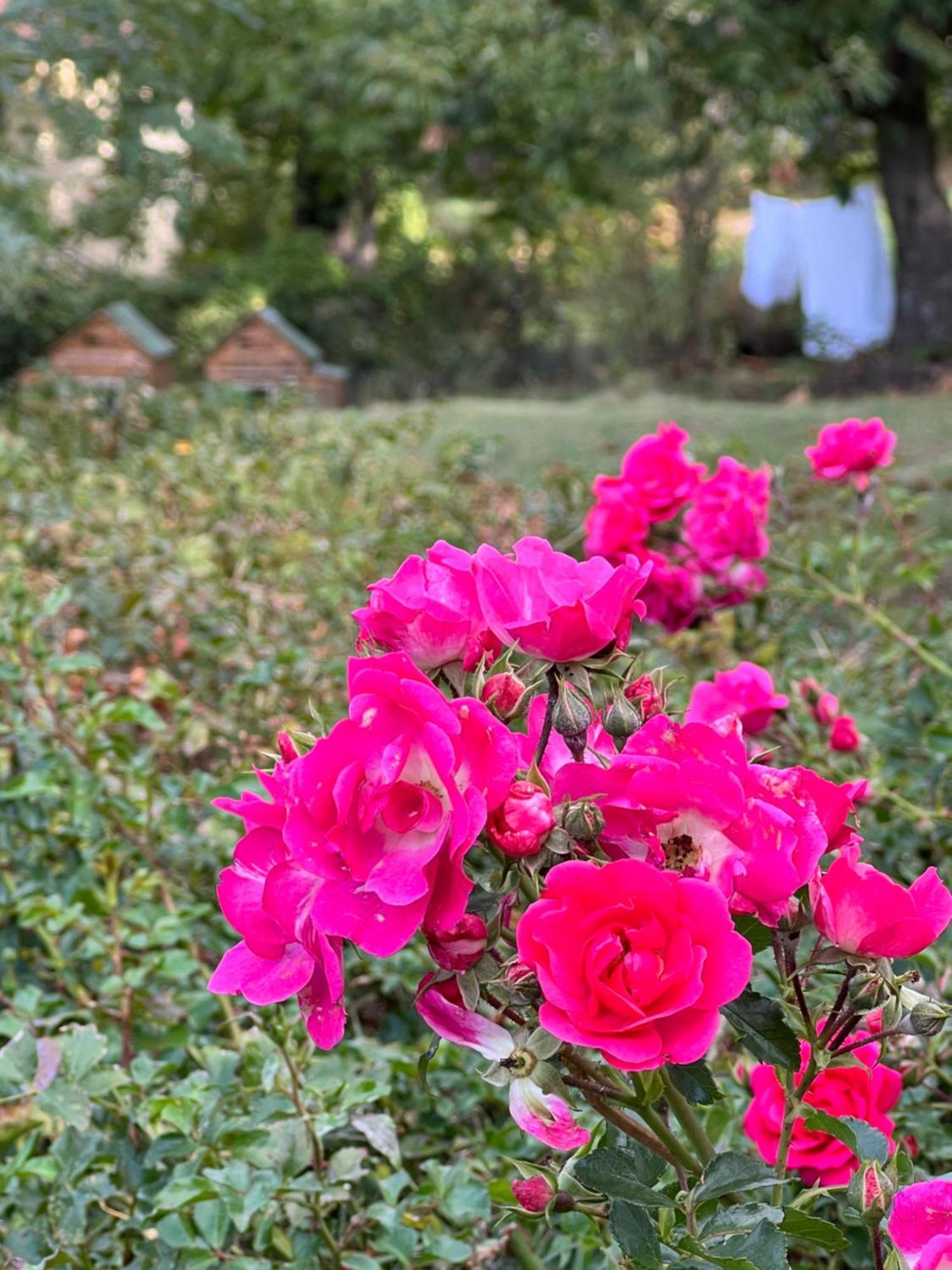 B&B Podere Legnotorto Castel del Piano  Dış mekan fotoğraf